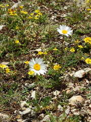 Leucanthemum burnatii