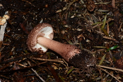 Lepiota haemorrhagica
