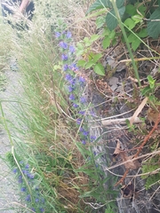 Echium vulgare