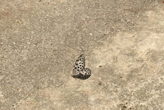 Idea lynceus lynceus