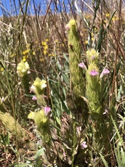 Castilleja rubicundula