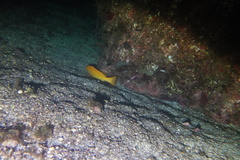 Mycteroperca rosacea