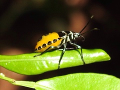 Rhynchocoris