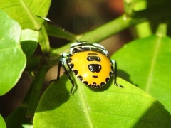 Rhynchocoris