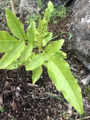 Dysoxylum spectabile