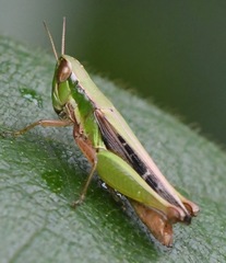 Spathosternum prasiniferum
