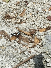Moduza procris milonia
