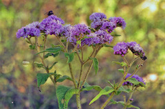 Bothriocline longipes