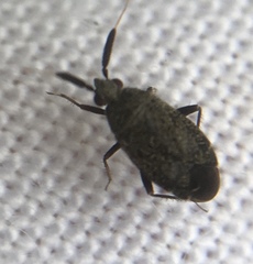 Atractotomus mali