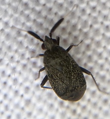 Atractotomus mali