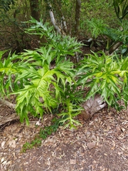 Philodendreae