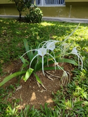Hymenocallis
