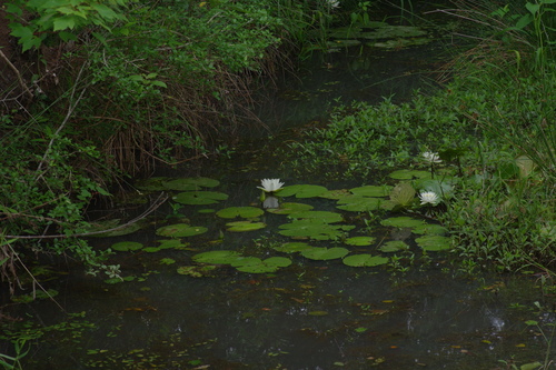 American white waterlily (Nymphaea odorata)