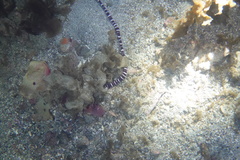 Baseodiscus mexicanus
