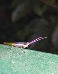 Mitricephala milleri