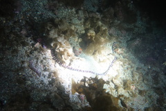 Baseodiscus mexicanus