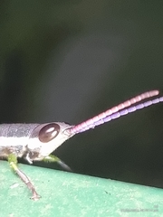 Mitricephala milleri