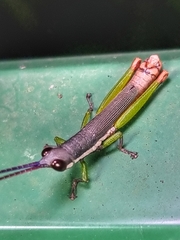 Mitricephala milleri