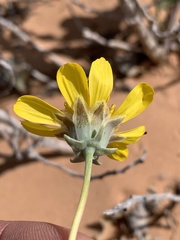 Thelesperma subnudum