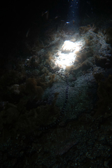 Baseodiscus mexicanus