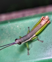 Mitricephala milleri