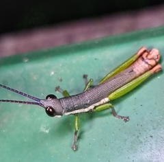 Mitricephala milleri