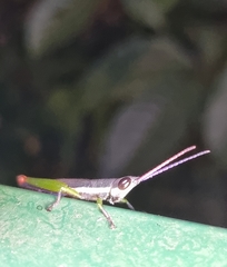 Mitricephala milleri