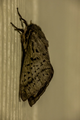 Oxycanus antipoda