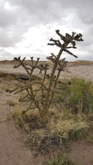 Cylindropuntia whipplei