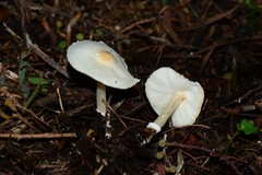 Leucoagaricus ooliekirrus