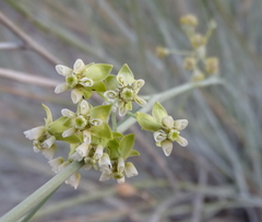 Gomphocarpus filiformis