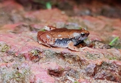 Microhyla rubra