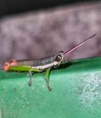 Mitricephala milleri