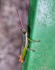 Mitricephala milleri