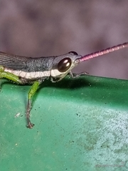 Mitricephala milleri