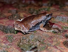 Microhyla rubra