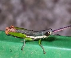 Mitricephala milleri