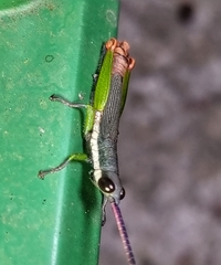 Mitricephala milleri