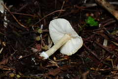 Leucoagaricus ooliekirrus