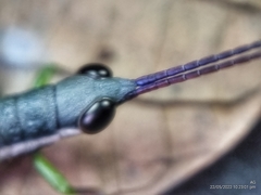 Mitricephala milleri