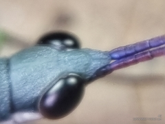 Mitricephala milleri