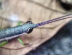 Mitricephala milleri