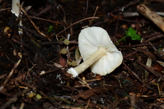 Leucoagaricus ooliekirrus