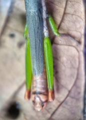 Mitricephala milleri