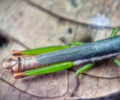 Mitricephala milleri