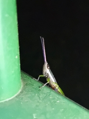 Mitricephala milleri