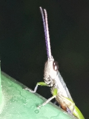 Mitricephala milleri