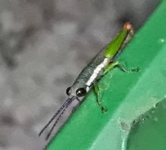 Mitricephala milleri