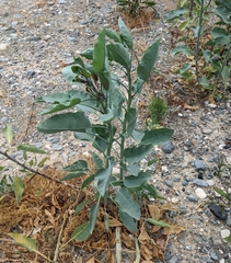 Nicotiana glauca