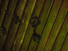 Hipposideros armiger terasensis